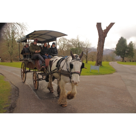 Group riding a horse-drawn carriage on a path surrounded by trees.