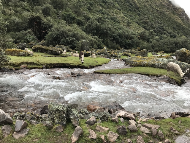 A river flowing through a grassy area with rocks and alpacas grazing.
