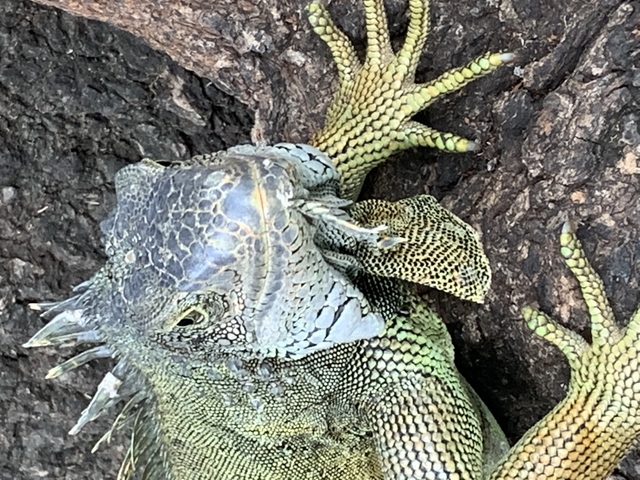       Close-up of a green iguana on a tree trunk.
  