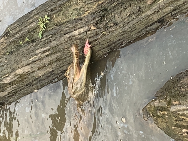       A small crocodile or caiman with its mouth open in a water body.
  