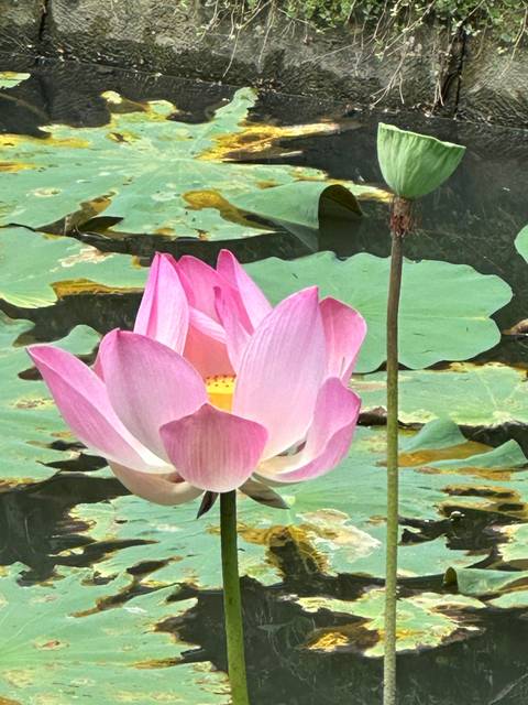 A close-up of a blooming lotus flower with lily pads in a pond.