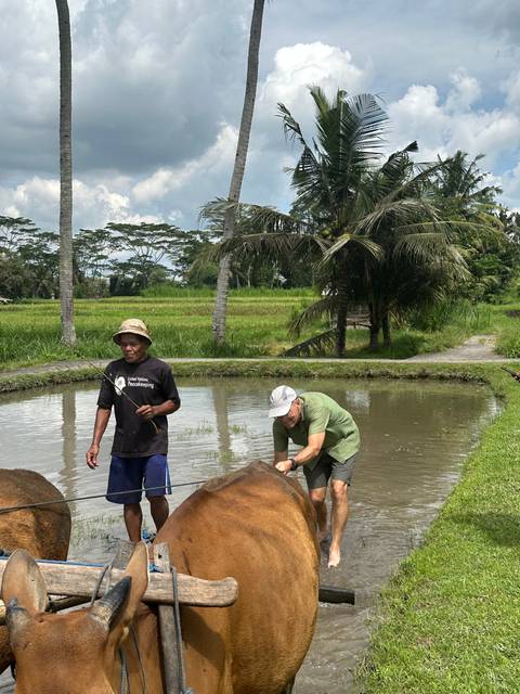 People working in a rice field with a buffalo.