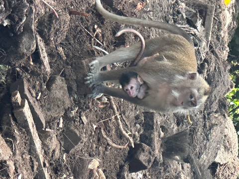 Monkey with a baby near a tree.