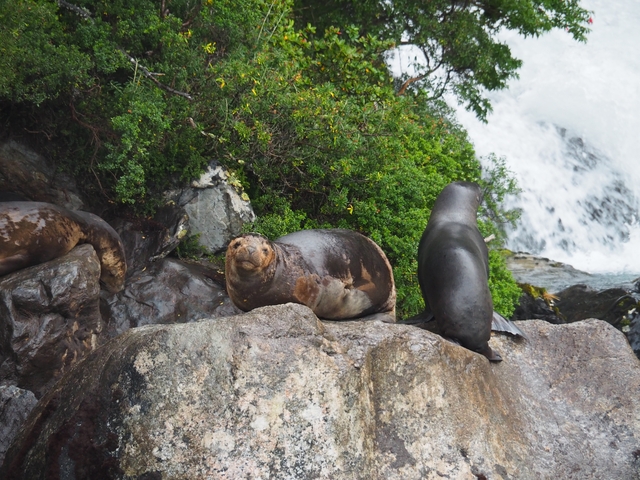      Two seals resting on rocks near a waterfall.
  