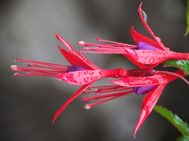       Close-up of a vibrant pink flower with water droplets.
  