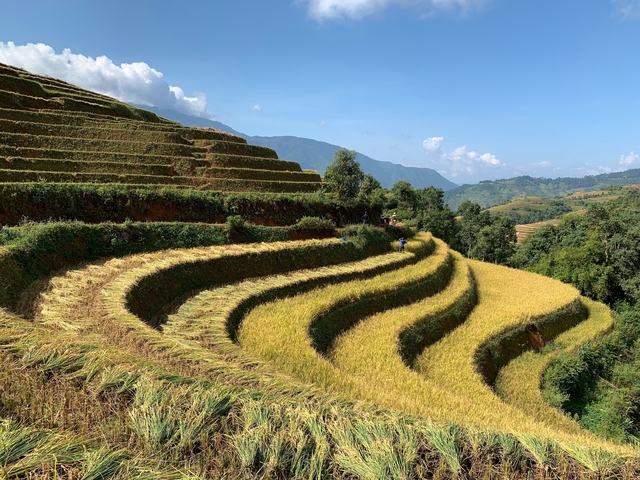 Golden terraced rice fields in a mountainous region.