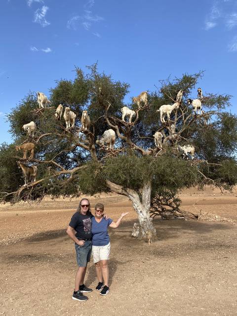People posing with goats in a tree.