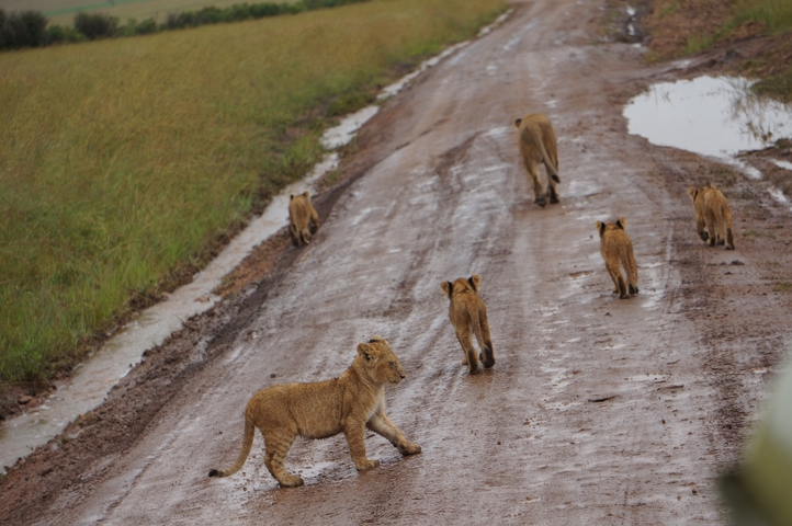 Lioness and cubs walking on a dirt road.