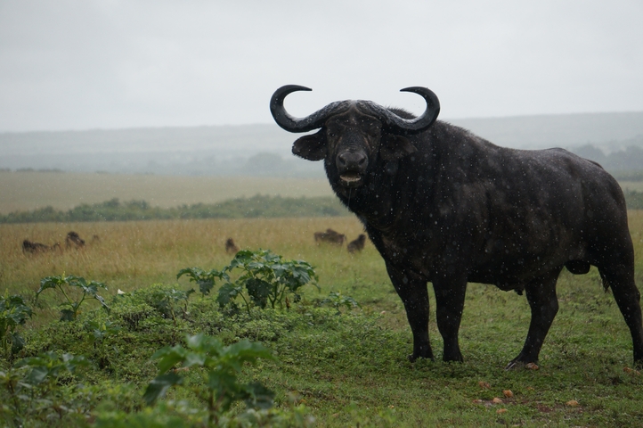 Buffalo standing in a grassy field during a light rain.