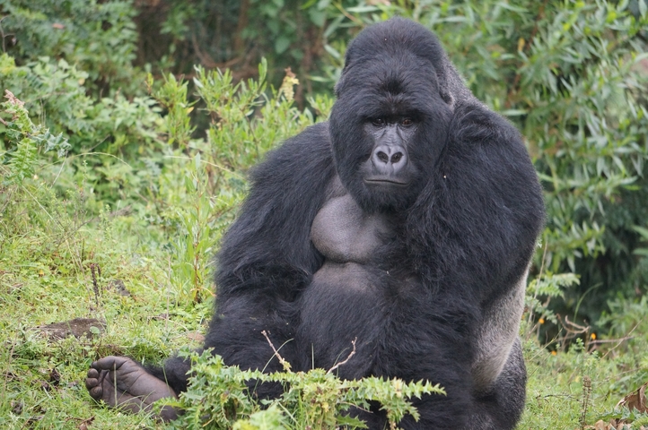 Close-up of a mountain gorilla sitting among greenery.
