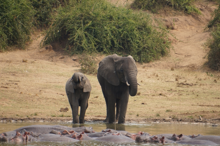 Two elephants near a body of water with hippos visible in the foreground.