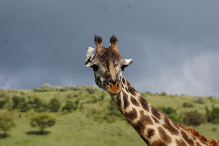 Giraffe standing in a grassy savannah landscape.