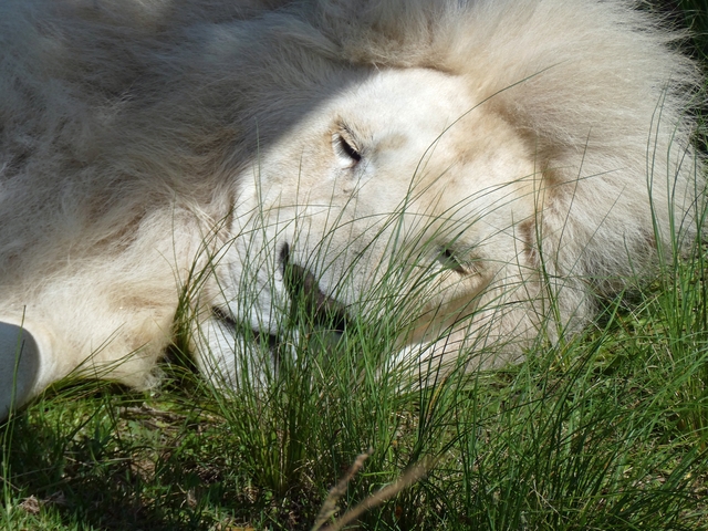 White lion resting in the grass under bright sunlight.