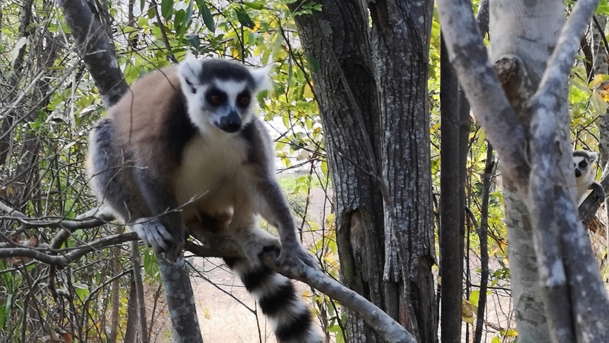 Lemur sitting in a tree in a forest setting.
