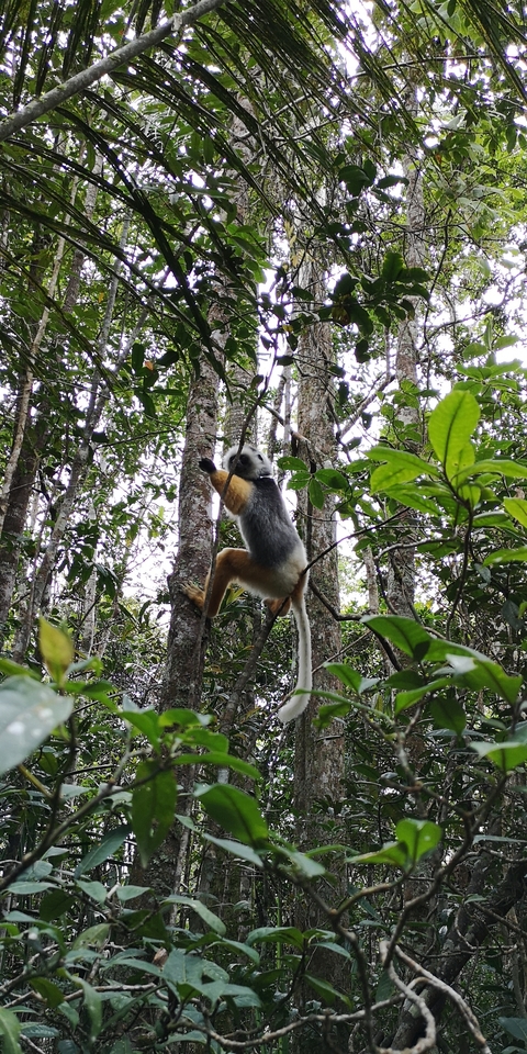 Lemur climbing a tree in a dense forest environment.