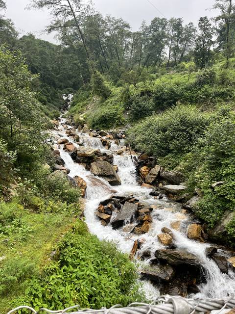      Stream with rocks and lush forest vegetation.
  