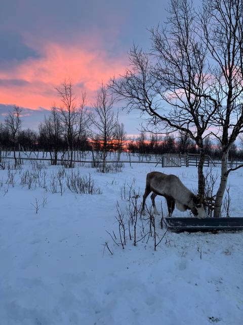 Snowy landscape with a tree and a reindeer, featuring a pink and blue sunset.
