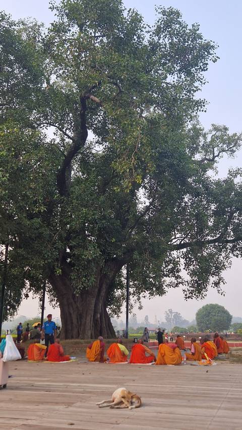       Monks gathered under a tree, some of them praying or meditating.
  