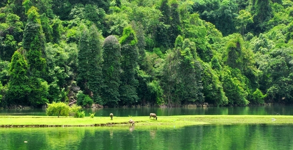       Small herd of water buffalo on a green island in the middle of a lake.
  