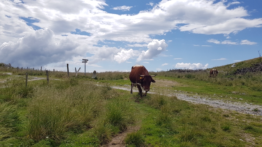 Cow grazing in an open grassy field.