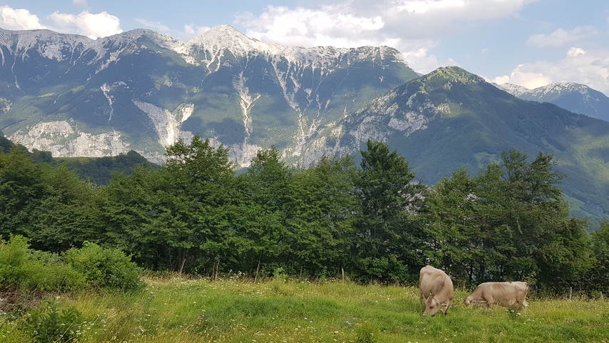 Cows grazing with a backdrop of tall mountains.