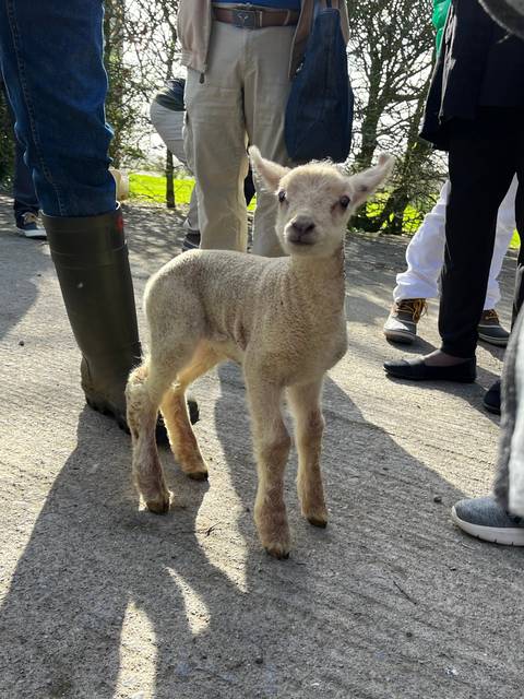 A lamb standing on a pathway.