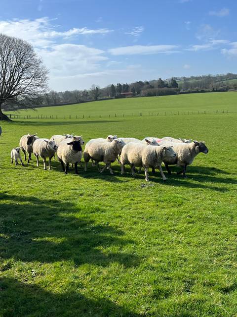 Group of sheep grazing on a grassy field.