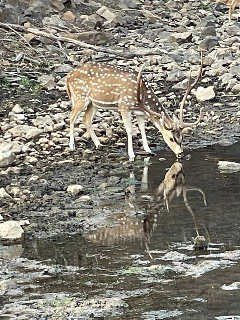       Deer reflected in water edge.
  