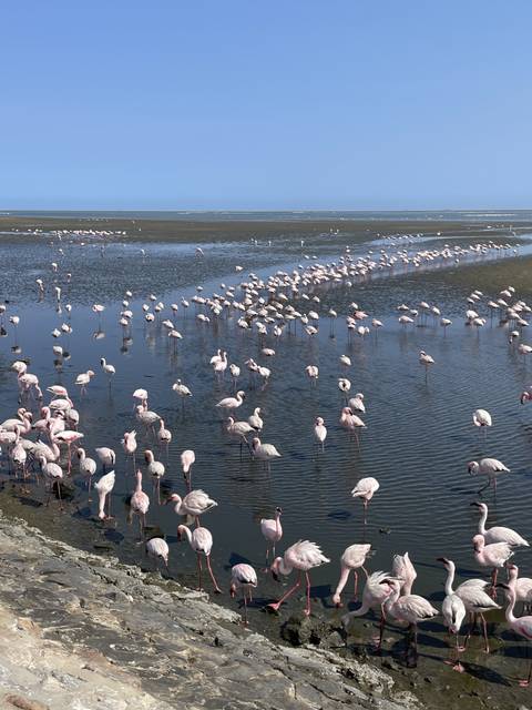 Large flock of flamingos standing in a body of water.