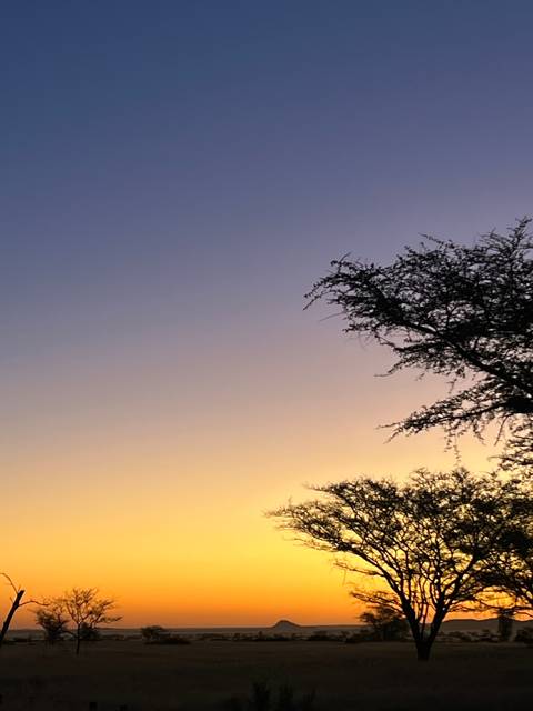 Silhouette of a tree at sunset with a clear sky.