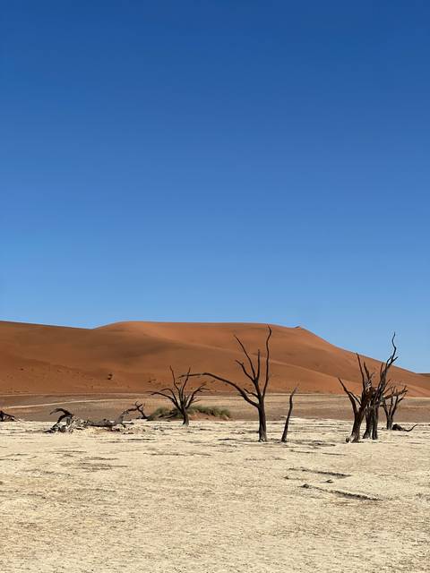 Dead trees in front of a large sand dune.