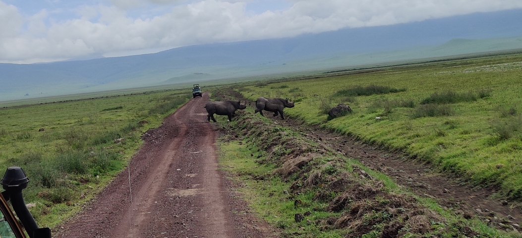Two rhinoceroses crossing a dirt road in a green landscape.