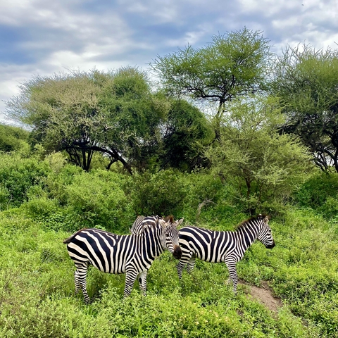       Two zebras standing close together in a green landscape.
  