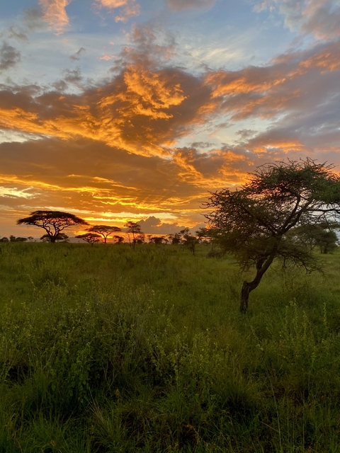       Sunset over a savanna with silhouetted trees.
  