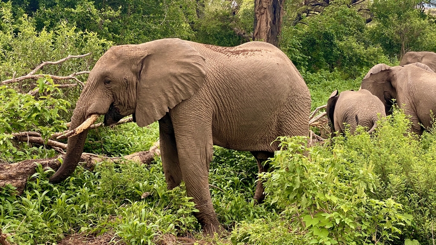       Elephant grazing in a dense green area with companions nearby.
  