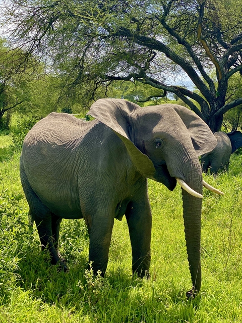       Close-up of an elephant in a green field.
  