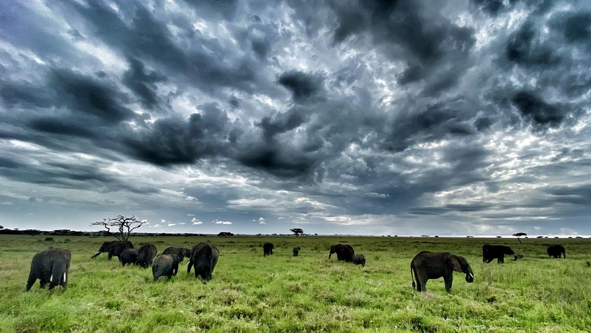       Herd of elephants grazing under a dramatic sky.
  