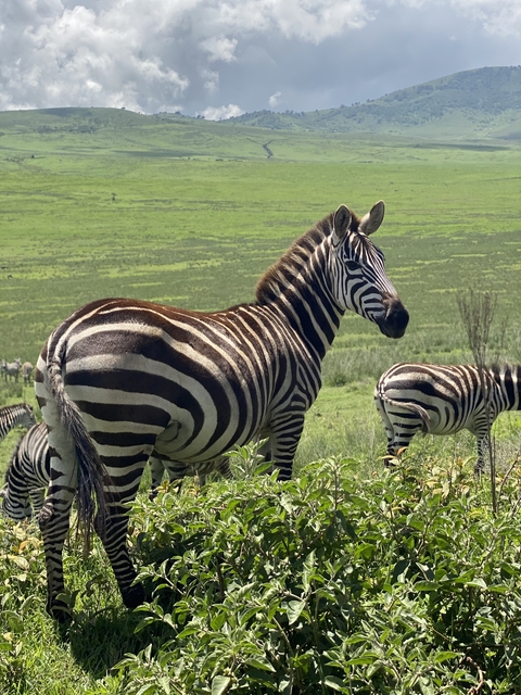       Zebra standing in a green savanna landscape.
  