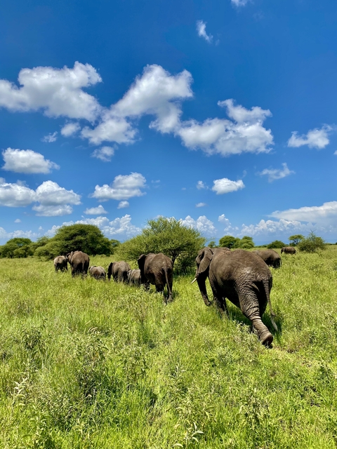      Herd of elephants grazing under a bright blue sky.
  