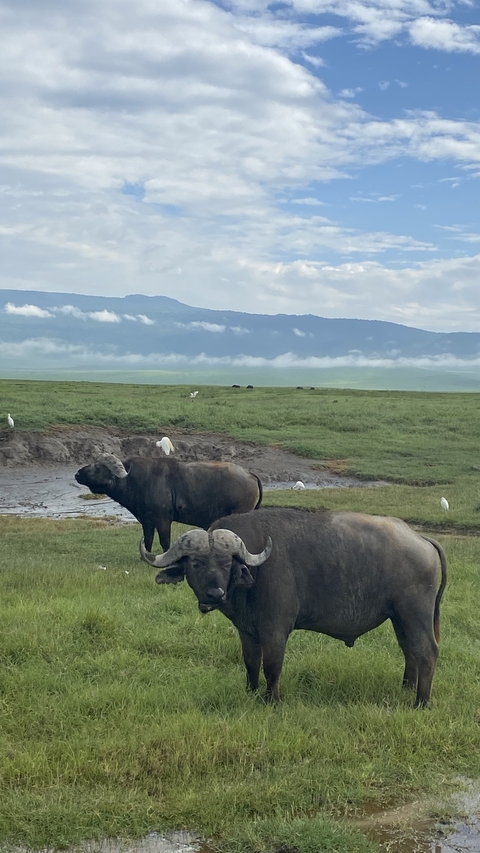       Buffalos in a grassy area with distant hills.
  