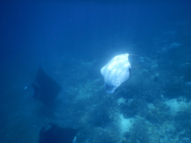 Manta rays swimming underwater.