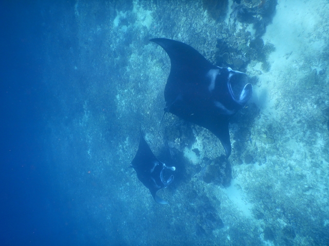 Two manta rays swimming in the ocean.