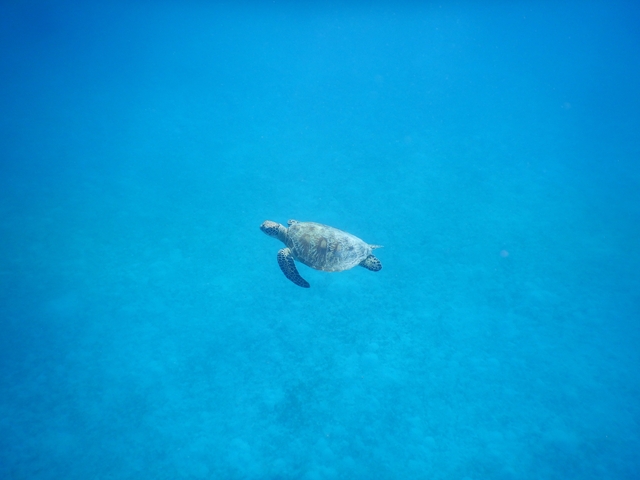 Sea turtle swimming underwater.