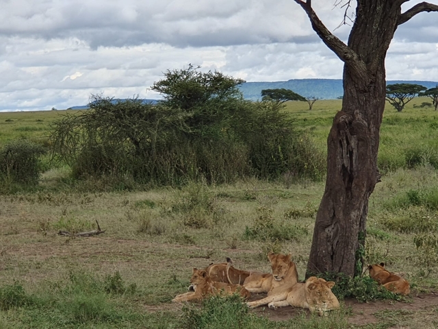       Lions resting under a tree on the savannah.
  