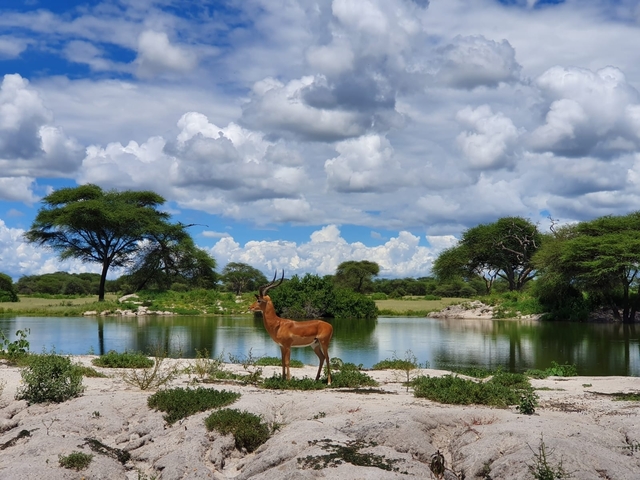       Antelope standing by a water body with a scenic landscape.
  