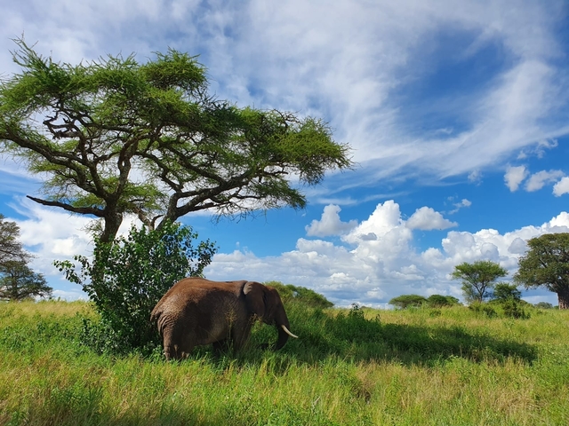       Elephant standing under a tree in the savannah.
  