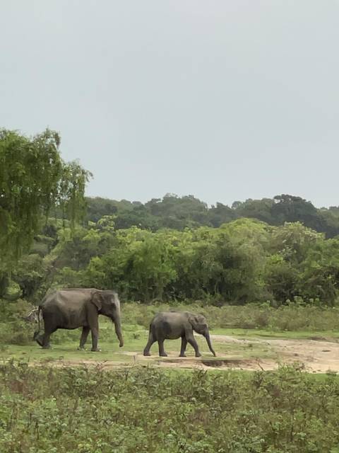 Two elephants walking on a dirt path in a lush area.