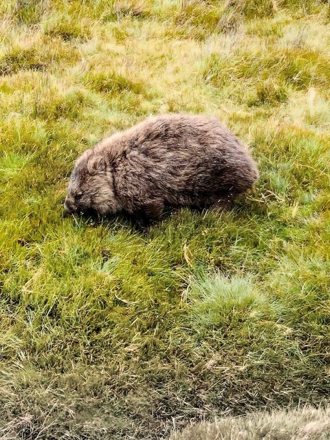 Klantbeoordelingsfoto van Wandeltocht op de Cradle Mountain Overland Track 