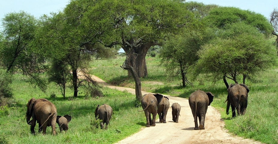 Elephants walking along a dirt path in a lush green landscape.