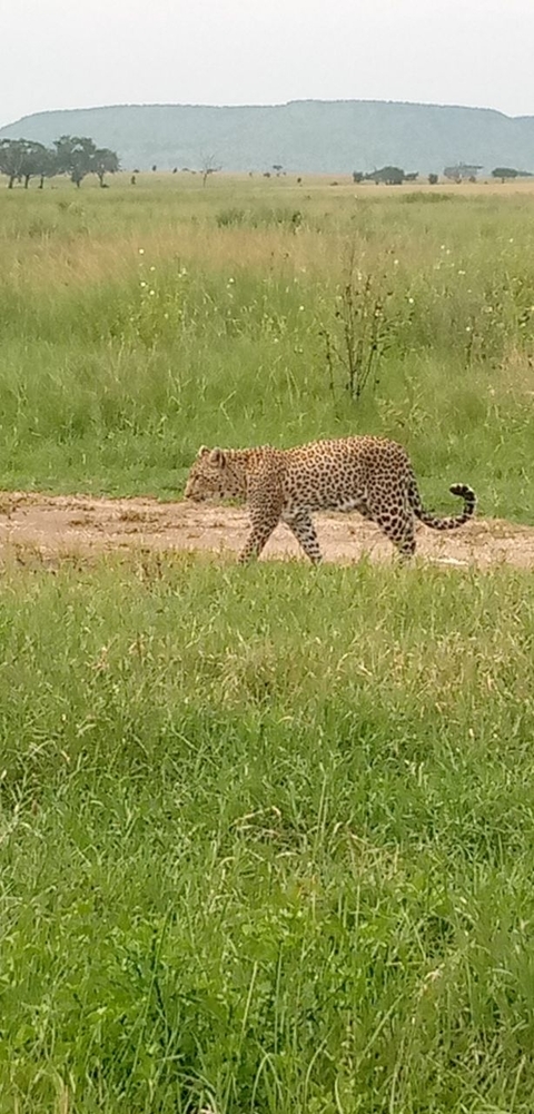 Klantbeoordelingsfoto van 3-daagse Serengeti & Ngorongoro Krater Big Five (5) Safari- 
